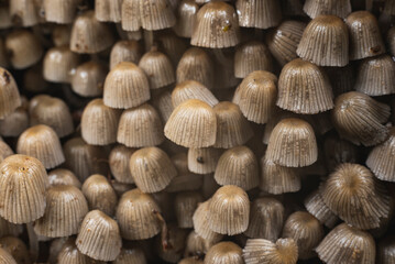 Numerous mushrooms grow in colony