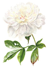 watercolor summer flowers - white peony in botanical style