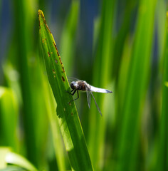 dragonfly on a green leaf