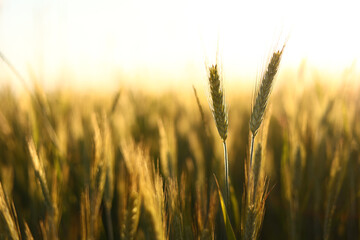 Wheat field. Ears of golden wheat close up. Beautiful Nature Sunset Landscape. Rural Scenery under Shining Sunlight. Background of ripening ears of wheat field.