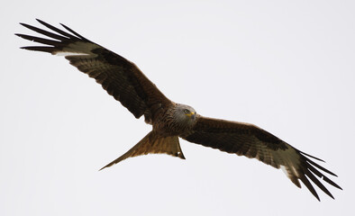 Red Kite Flying in the air