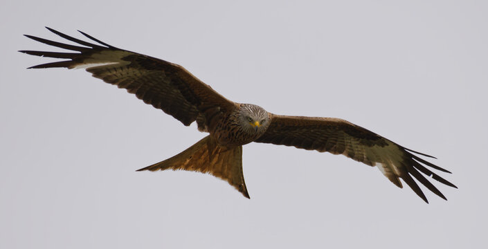 Gabelweihe Bilder Durchsuchen 8,259 Archivfotos, und