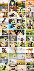 Homeless Dogs Bundle Set. Funny Mixed Breed Dogs Portraits Close up mongrel dog Homeless Dogs Bundle Set. Funny Mixed Breed Dogs Portraits Close up mongrel dog