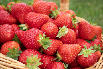 Fresh red strawberries, close-up, lie in a wicker basket on the grass. Mockup, postcard with place for text. The concept of healthy food, vitamins, agriculture, market, strawberry sale. 