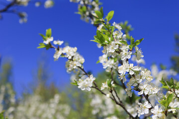 Obraz premium Cherry plum flowers on a blue sky background. Selective focus