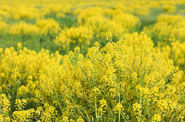 Close-up of yellow spring fields of rapeseed, rapeseed on a sunny day. Selective focus