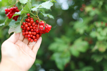 A woman's hand holds a bunch of bright, ripe viburnum on a bush. Selective focus