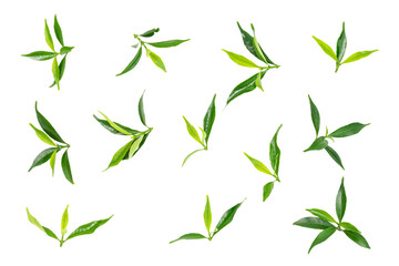 green leaves isolated on a white background