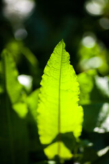 Green leaf in the forest