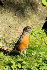 Robin bird with worm in mouth