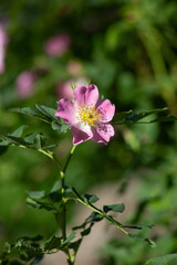 Blooming wild rose Bush. Beautiful pink flowers. Useful medicinal plant for decoction of tea for health. Selective focus, blurred background. High quality photo