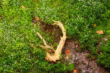 Driftwood in a small creek.  The summer drought has left this small stream all but dry but the...
