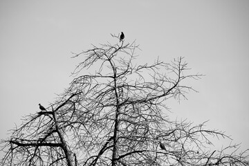 Black birds and mourning doves in tree