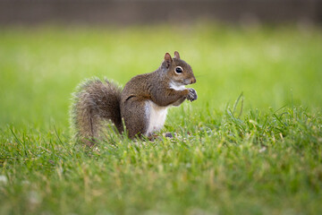 Naklejka na ściany i meble Gray squirrel standing in grass