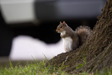Gray squirrel standing near tree trunk