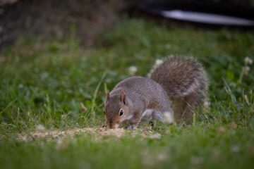 Gray Squirrel eating food on grass
