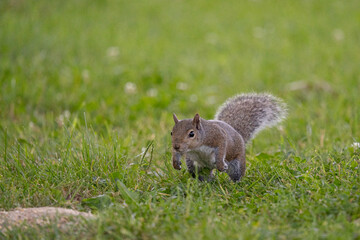 Gray squirrel pouncing in grass