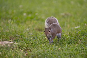 Gray squirrel walking in grass