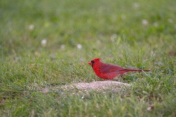 Cardinal standing in grass near seed