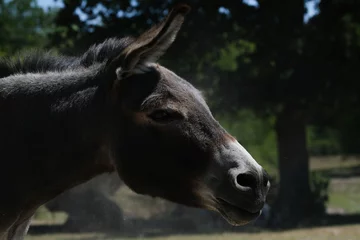 Schilderijen op glas Mini donkey face shaking dust off from dirt bath during summer on farm closeup. © ccestep8