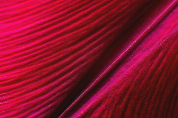 Fototapeta premium Floral background as a design element. Background of folds of delicate petals of red-violet color. Extreme macro and intimate curves