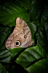 papillon Caligo atreus