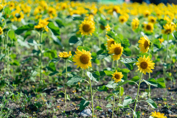 夏に咲くひまわり