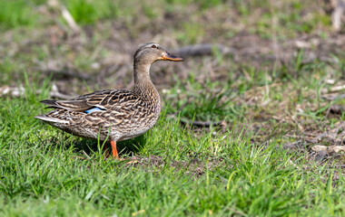 duck on the grass