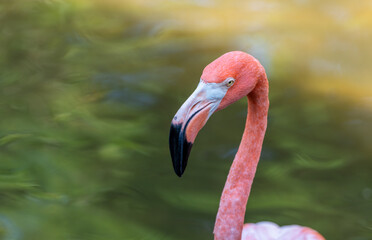pink flamingo bird