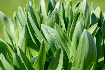 Obraz premium green grass with dew drops