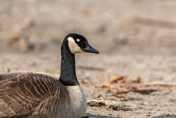 country goose on the beach