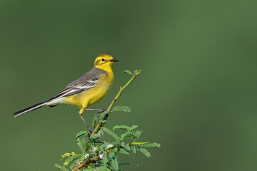 Citrine Wagtail