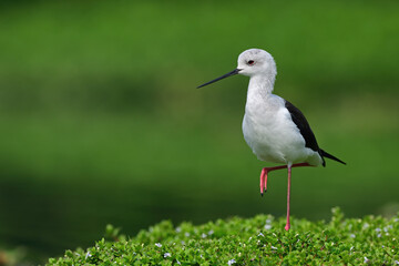 Black-winged Stilt