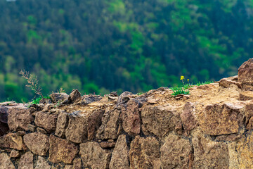 detail of an old dilapidated stone wall with a flower sprouted between the stones in the rain,...