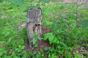 anthill near the tree stump among grass in the forest, close-up