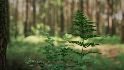 Beautiful forest landscape video 4k