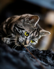 Playful British shorthair cat holds ribbon with teeth. The little hunter is lying on black carpet. Big yellow cat eyes with copy space and bokeh background. Active kitten. 