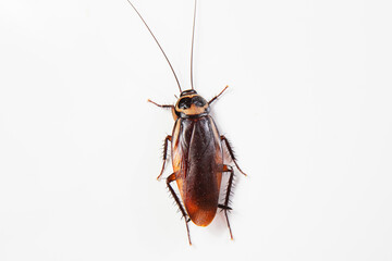 Close up cockroach isolated on white background (top view)