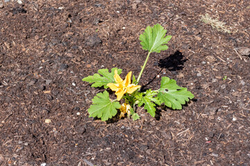 young courgette plant in the soil