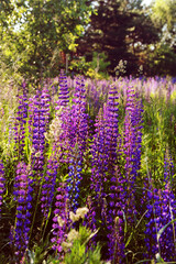 Naklejka premium Wild blue-purple lupins field on a sunset. Tall grass meadow, shining sunbeams. Summertime aesthetics