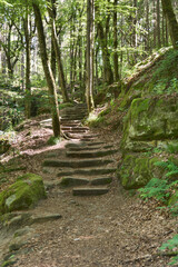 track in teh forest of luxembourg wit steps of stone - obrazy, fototapety, plakaty