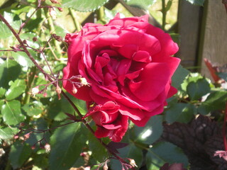 czerwona róża w zbliżeniu