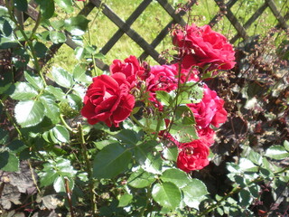 Fototapeta czerwone róże na tle drewnianego płotu w parku obraz