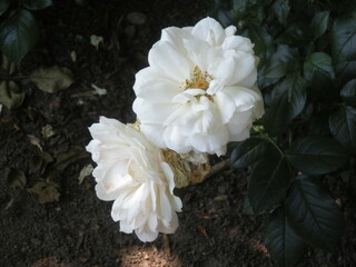 Fototapeta białe róże z ogrodu obraz