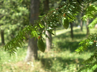 małe, zielone szyszki na gałęzi