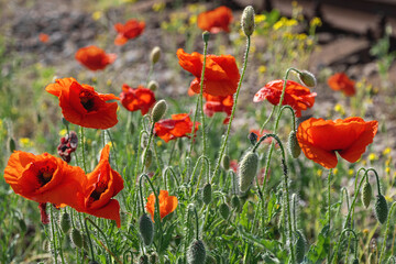 Red poppy. Poppies bloom in a field with green grass on a sunny summer day. A big red poppy flower in the field. Selective focus.