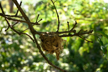 Bird's nest on a tree branch in nature. Nest of Black Hooded Oriole (Oriolus xanthornus) on a mango tree branch.