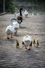 familia de gansos domésticos con polluelos sobre un suelo de adoquines © MCarmen