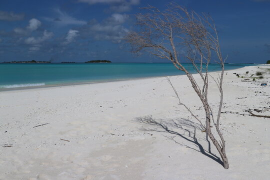 tree on the sand mathiveri maldives