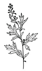Herbs decorative drawing. Flowers vector line drawing. Botanical sketches.Vector illustration. Wildflowers linear drawing. Spring summer black and white herbs. Decor element.